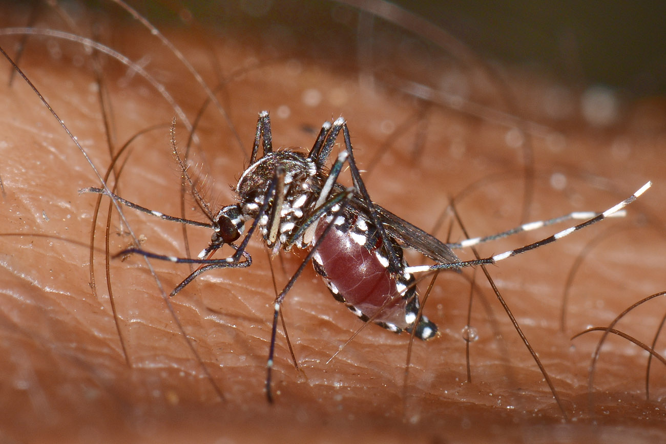 Culicidae: Aedes albopticus?